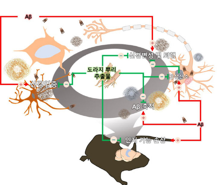 건양대 치매과학연구소와 농촌진흥청, 도라지 항알츠하이머 효능 규명